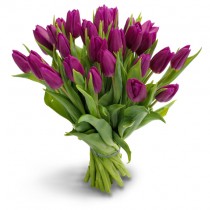 27 фіолетових тюльпанів